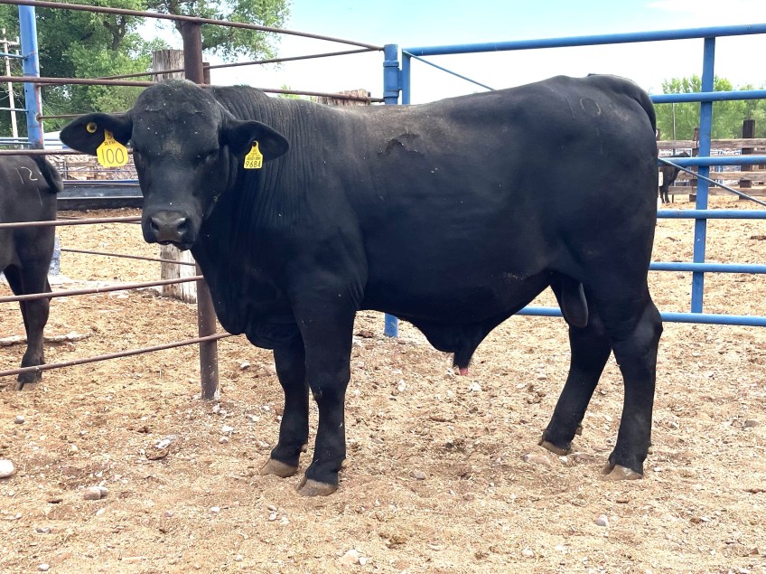 Torete 100/1, edad 16 meses, peso 450 kg, probado fértil