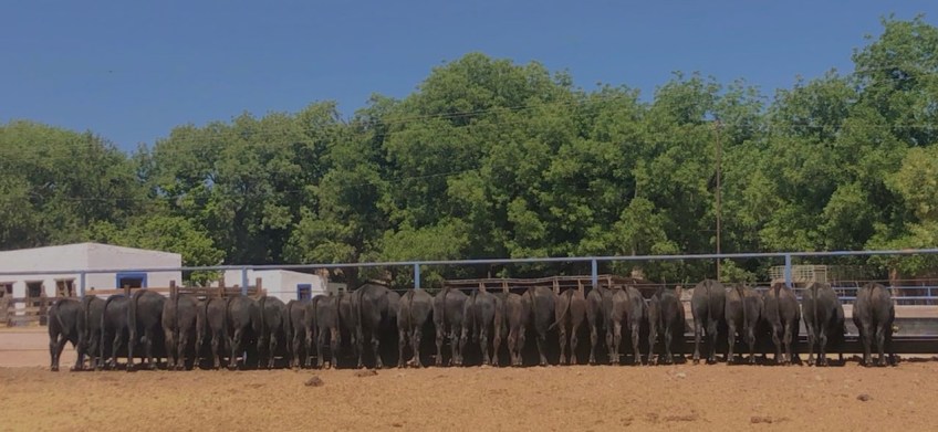 Toretes brangus en el comedero